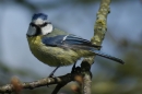 Bluetit by the Thames in Oxfordshire